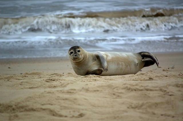 Sunbeach Chalets Great Yarmouth Ngoại thất bức ảnh